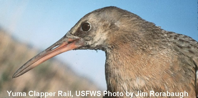 clapper rail